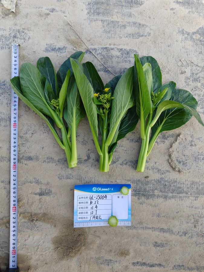 GL-23004菜心（预告）