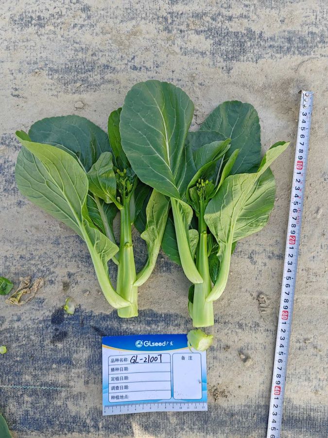 GL-21007菜心（预告）
