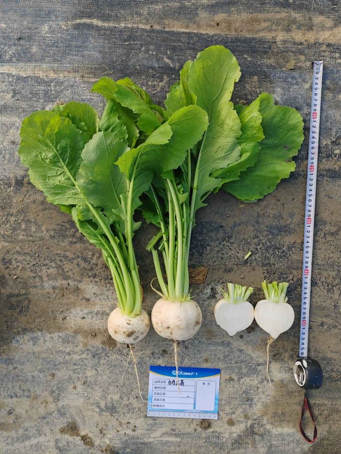 白马芜菁（预告）