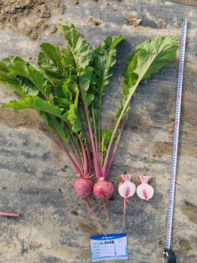 GL-24003芜菁（预告）