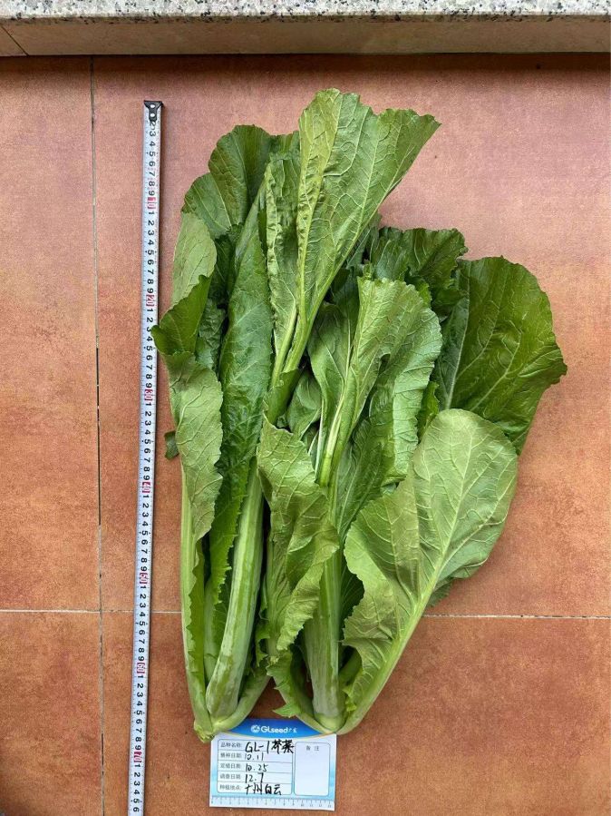 GL-1芥菜（预告）