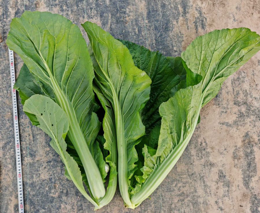 GL-24M0竹芥（预告）