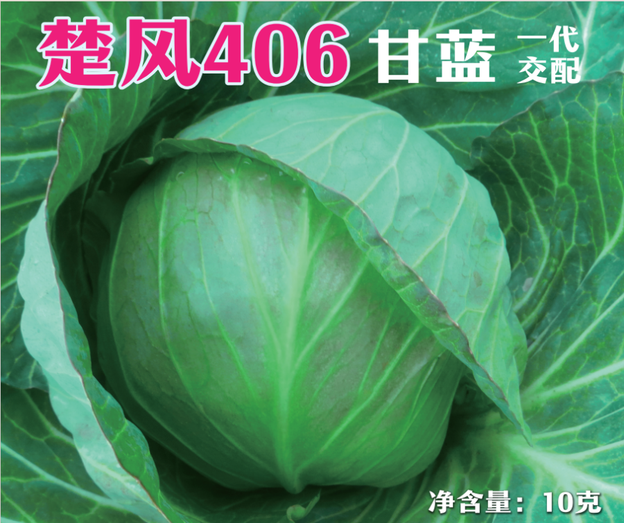 楚风406甘蓝
