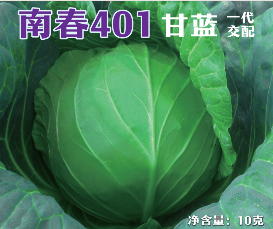 南春401甘蓝