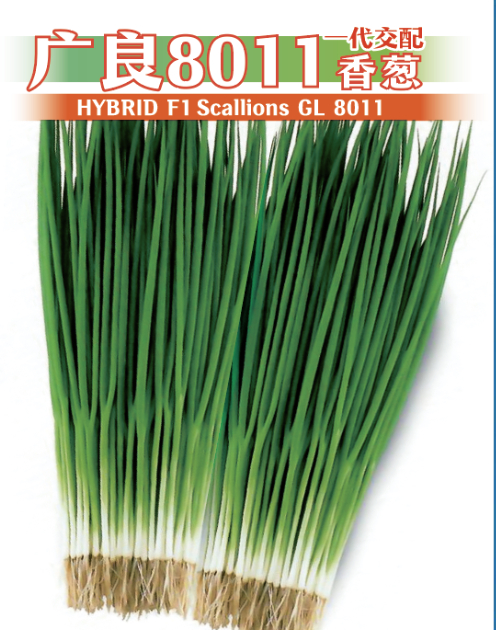 广良8019小葱