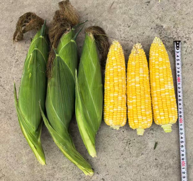 GL-B-4319玉米（预告）