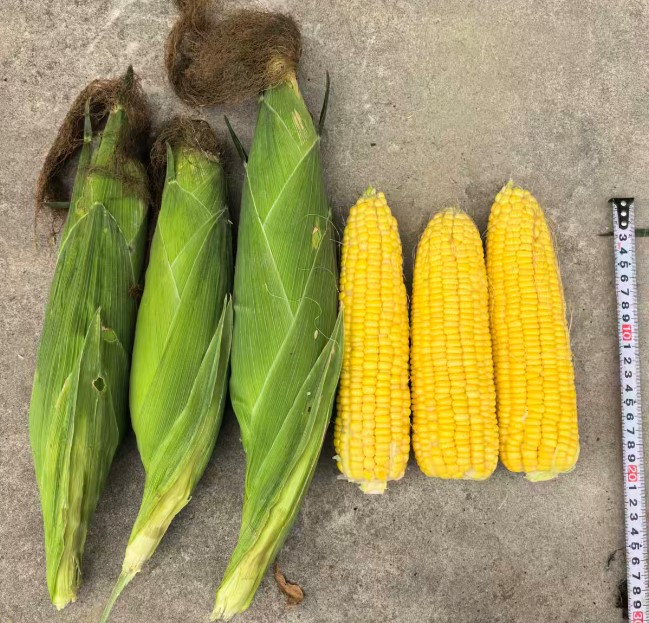 GL-Y-4322玉米（预告）