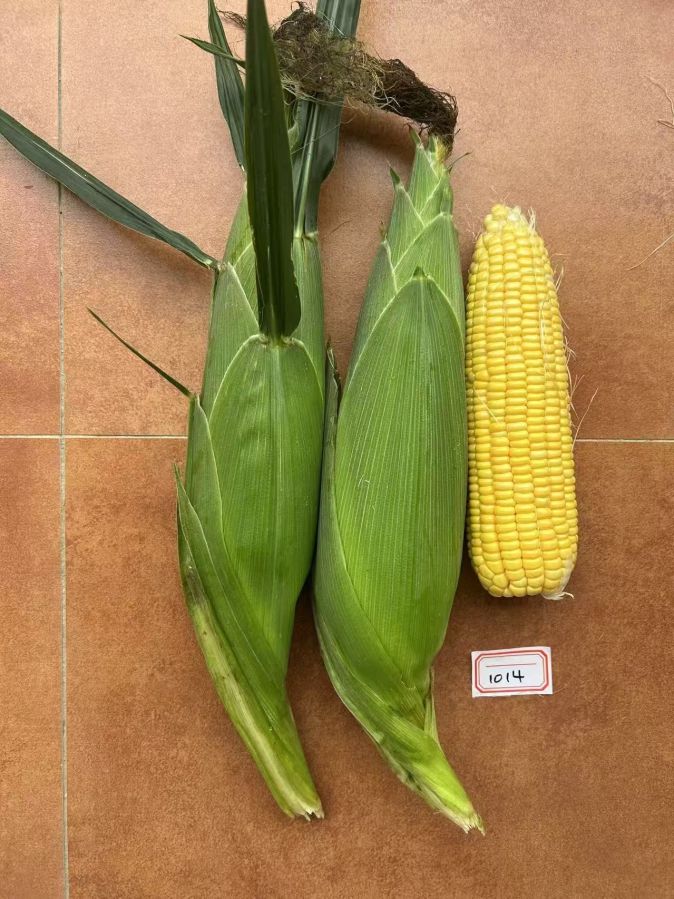 GL-Y-1014玉米（预告）