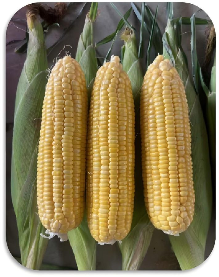 广良甜47号玉米（预告）