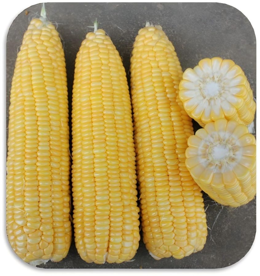 广良甜26号玉米(预告)