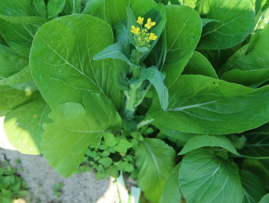 GL-25-BCT002菜心（预告）