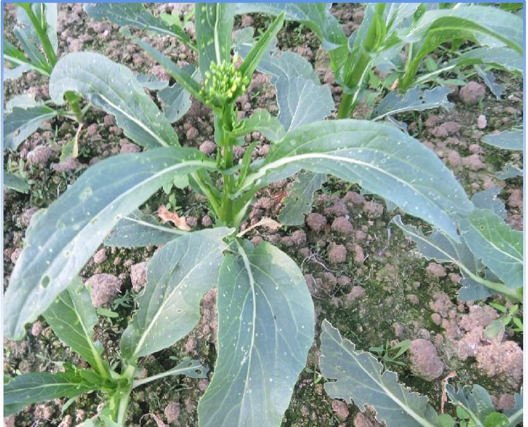 GL-2025-1菜心（预告）