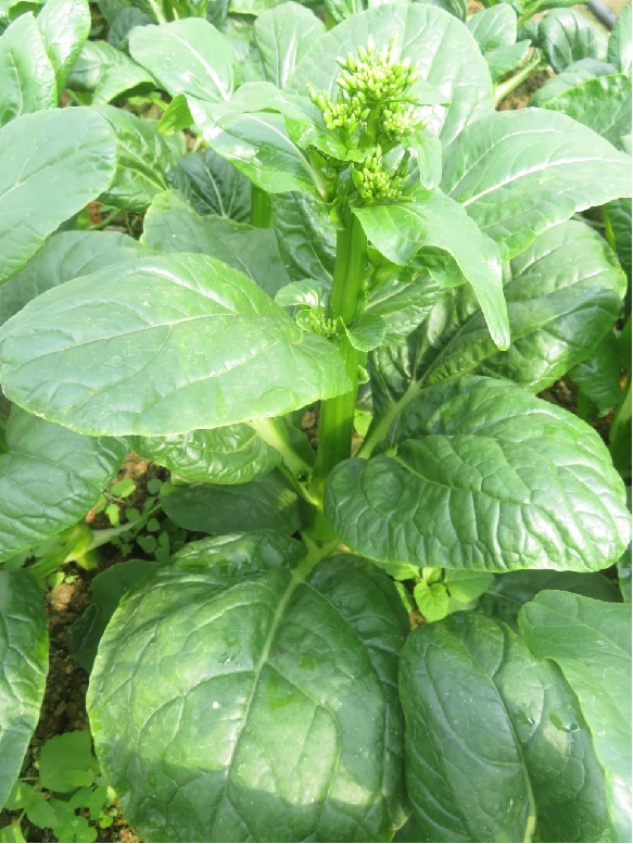 GL-2025-2菜心（预告）