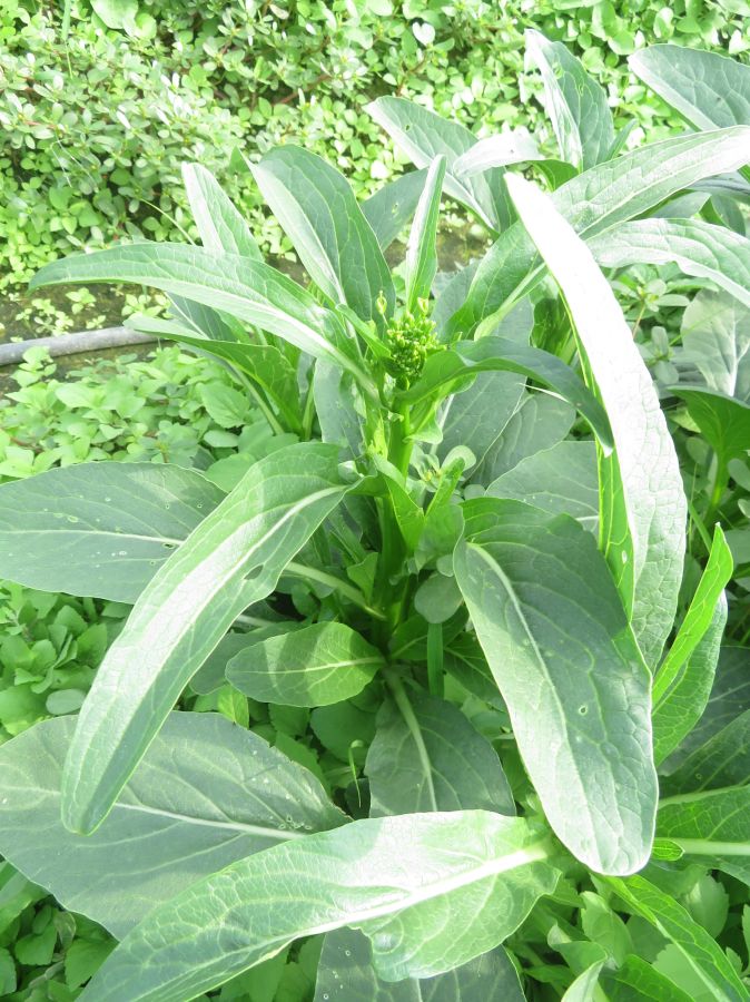 GL-2025-3菜心(预告)