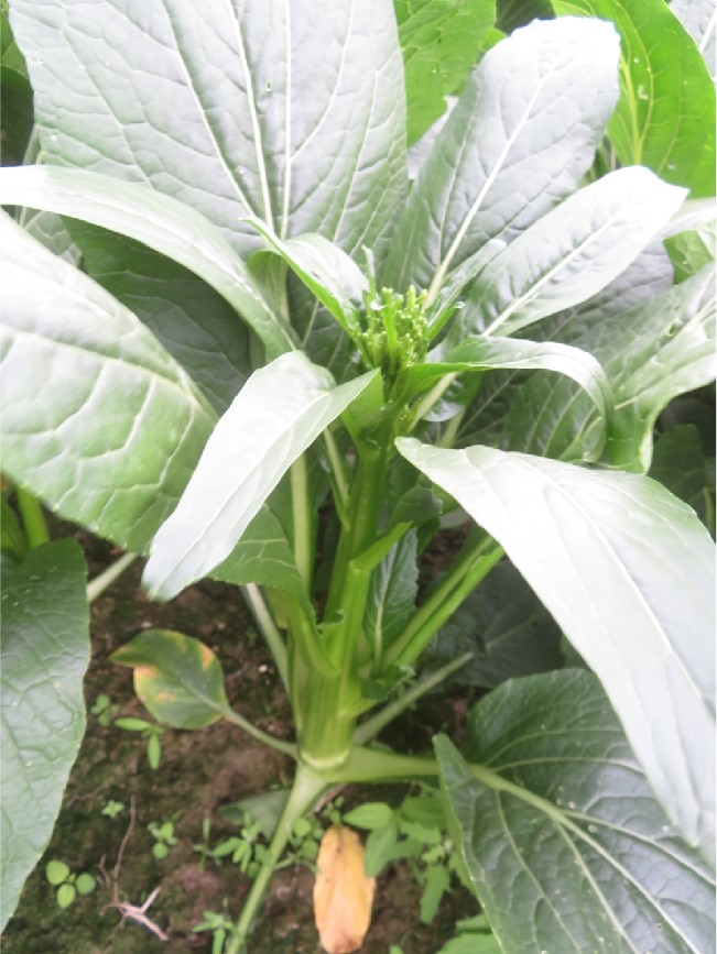 GL-2025-4菜心(预告)