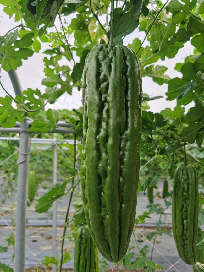 BY1046Y苦瓜（预告）