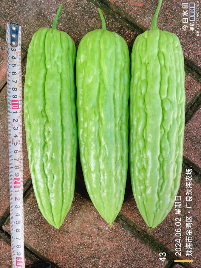 ZH2170Y苦瓜（预告）