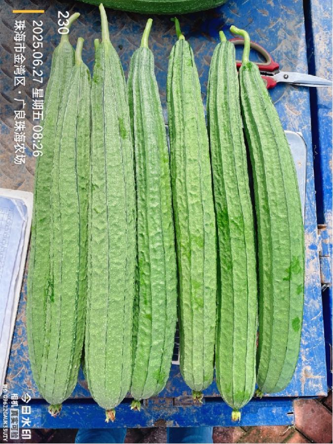 ZH1029LH丝瓜（预告）