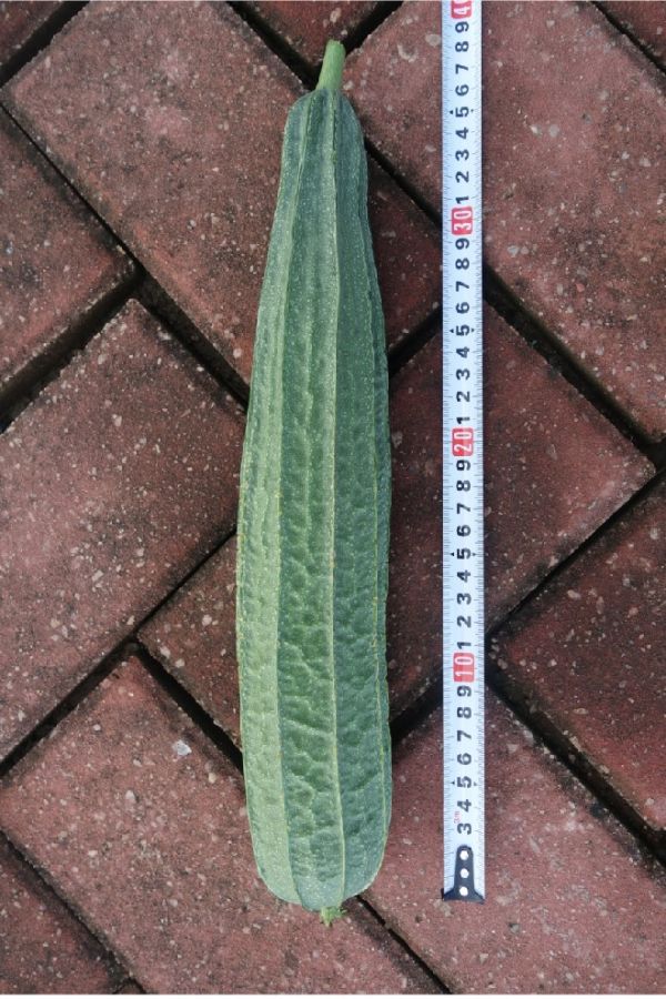 ZH1039LH丝瓜（预告）