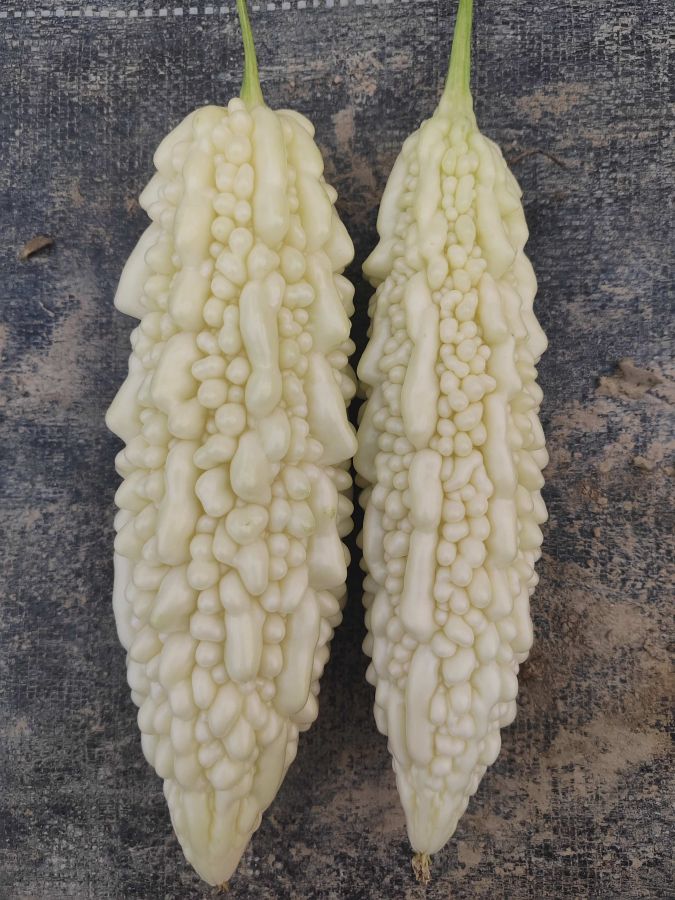 广良达妮玉苦瓜（预告）