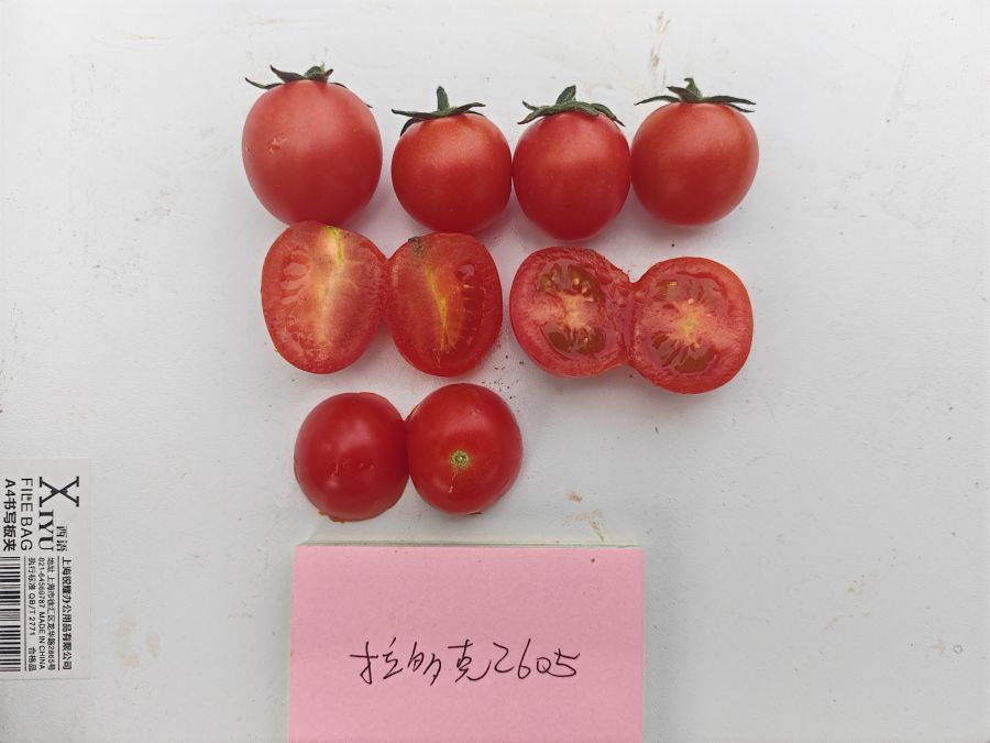 拉多克2605番茄（预告）