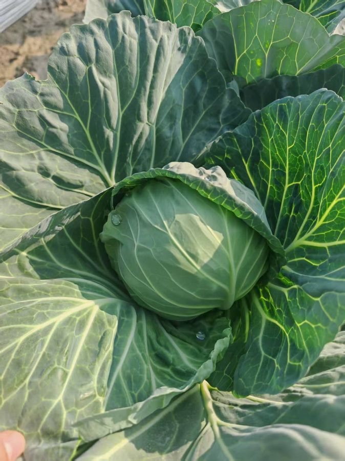 GLX-25704甘蓝（预告）