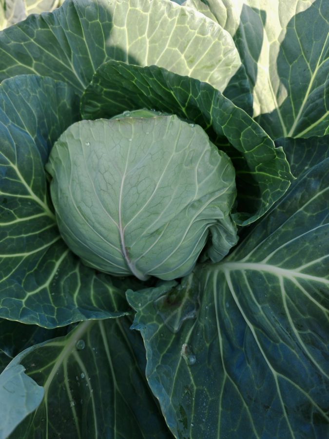 GLX-25710甘蓝（预告）