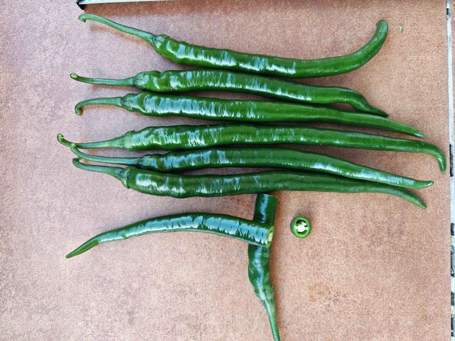 GZP24214辣椒(预告)