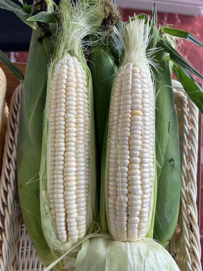 广良白甜57（预告）