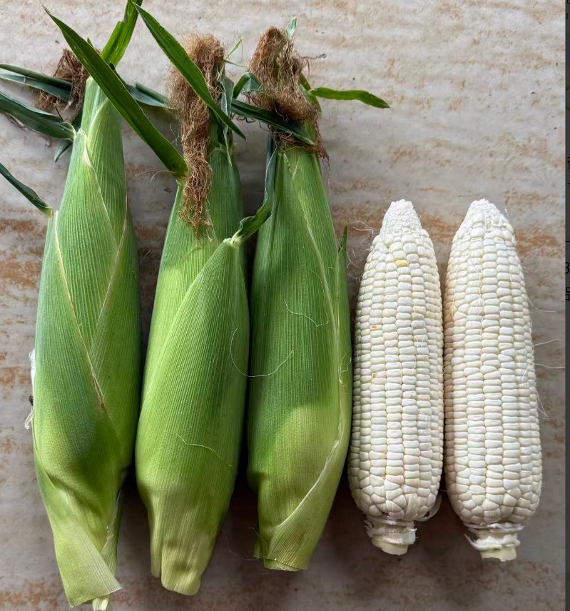 新组合20251SWF030玉米（预告）