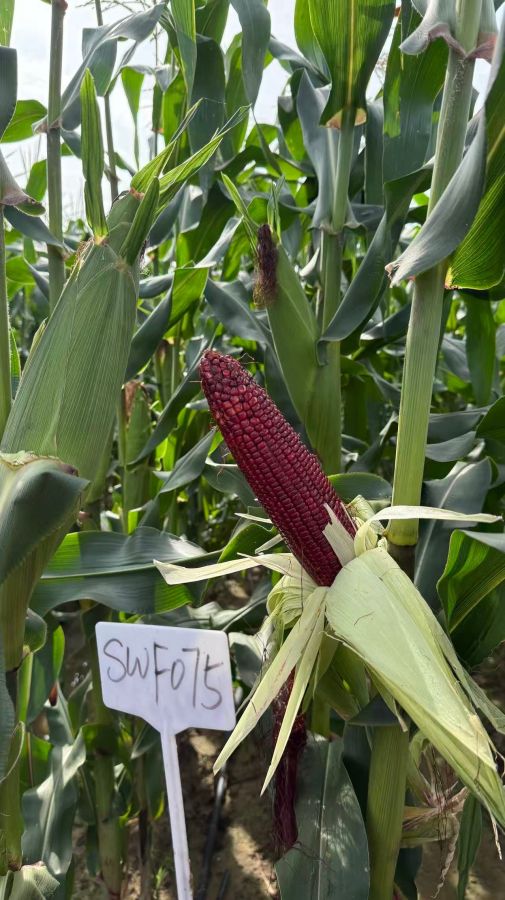 新组合20251SWF075玉米（预告）