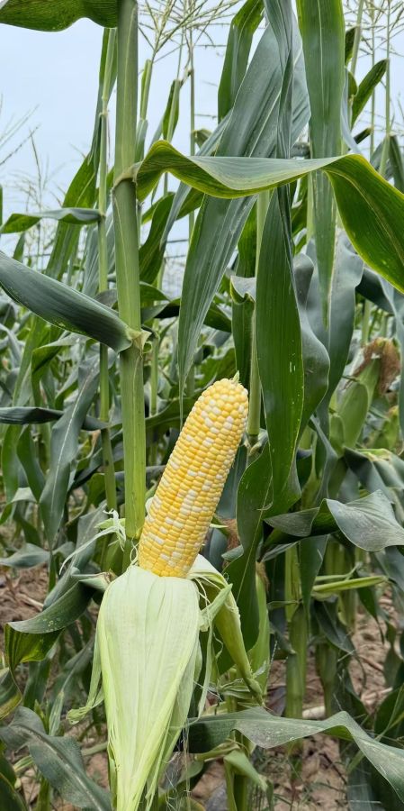 广良甜422玉米（预告）