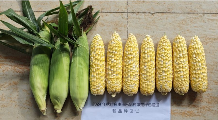 广良甜412玉米
