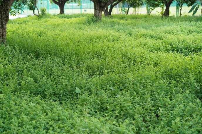 穗序木蓝